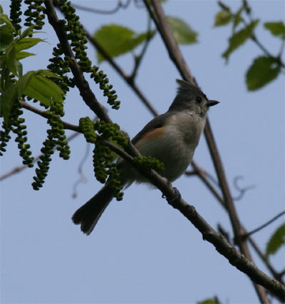 Tufted Titmouse