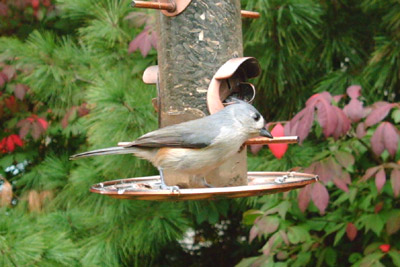 Tufted Titmouse