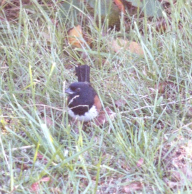 Eastern Towhee