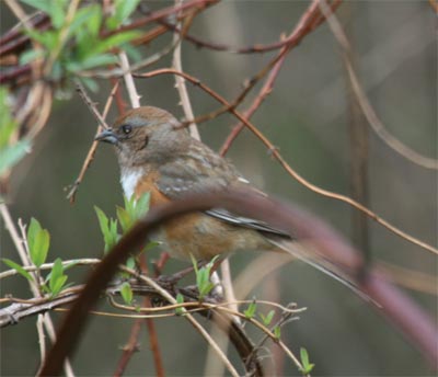 Female Eastern Towhee