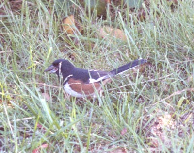 Eastern Towhee