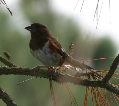 Eastern Towhee