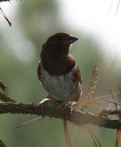 Eastern Towhee