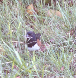 Eastern Towhee