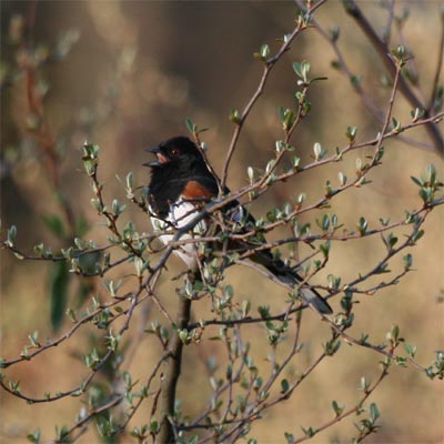 Eastern Towhee