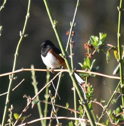 Eastern Towhee