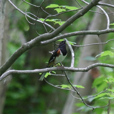 Female Eastern Towhee