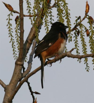 Eastern Towhee