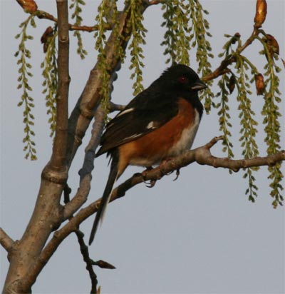 Eastern Towhee