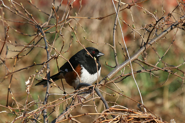 Eastern Towhee