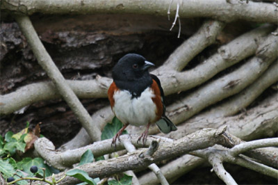 Eastern Towhee