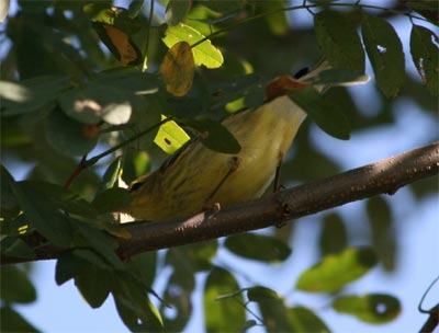 Black-throated Green Warbler