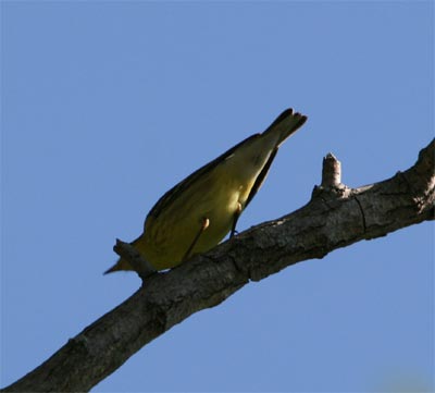 Black-throated Green Warbler