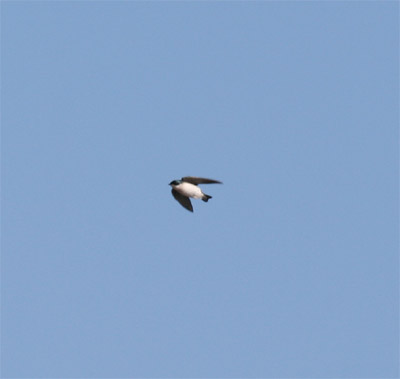 Tree Swallow Flying