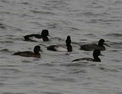 Tufted Duck and Scaup