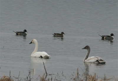 Tundra Swans and Pintails