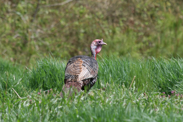 Wild Turkey