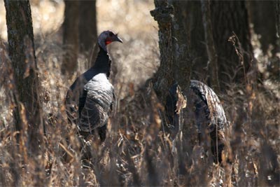 Wild Turkey