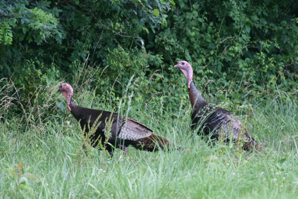 Wild Turkey