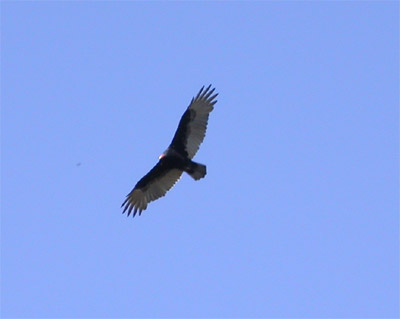 Turkey Vulture