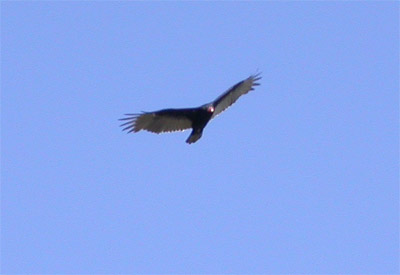 Turkey Vulture