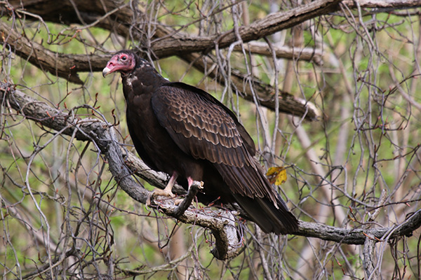 Turkey Vulture