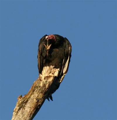 Turkey Vulture