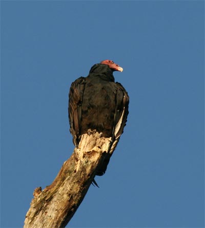 Turkey Vulture