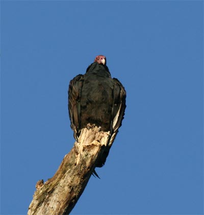 Turkey Vulture