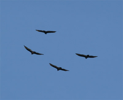 Turkey Vulture