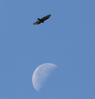 Turkey Vulture