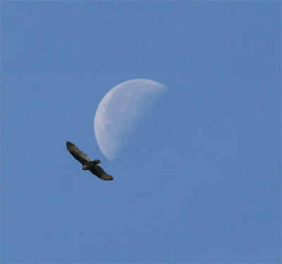 Turkey Vulture