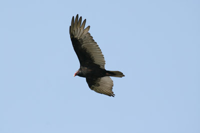 Turkey Vulture