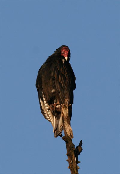 Turkey Vulture