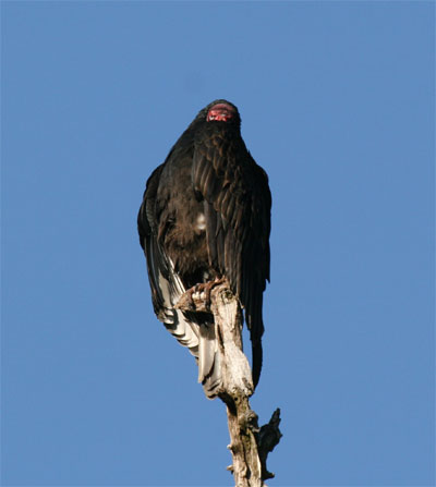 Turkey Vulture