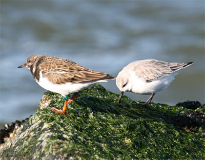 Ruddy Turnstone and Sanderling