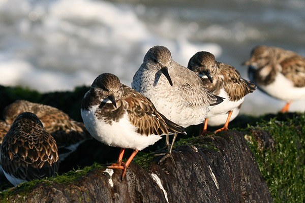 Red Knot and Ruddy Turnstones