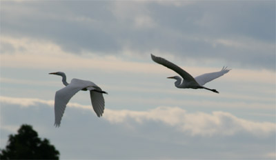 Great Egrets