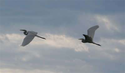 Great Egrets