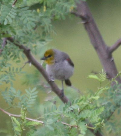 Verdin