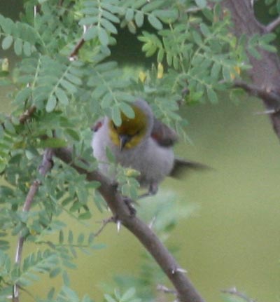 Verdin