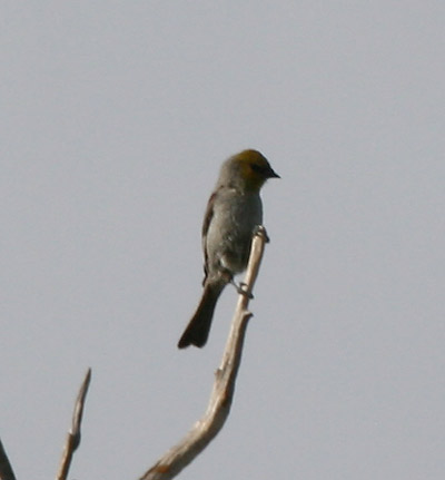 Verdin