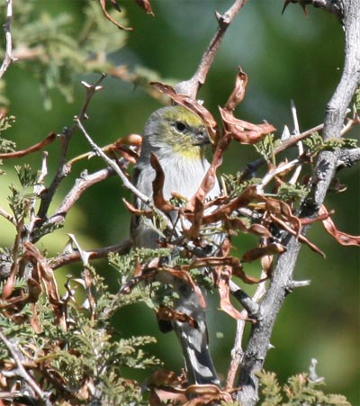 Verdin