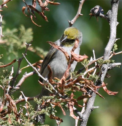 Verdin