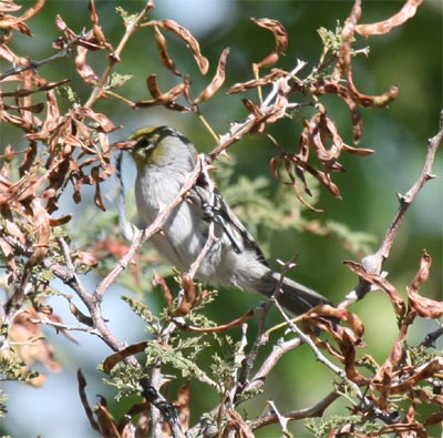 Verdin