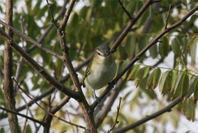 Immature red-eyed Vireo