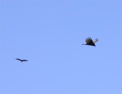 Turkey Vultures