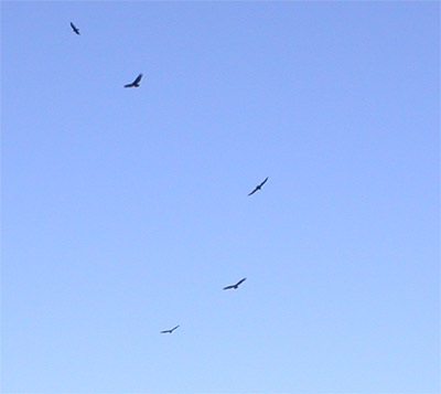 Turkey Vultures