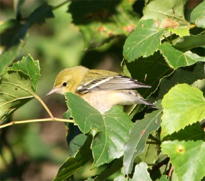 Bay-breasted Warbler