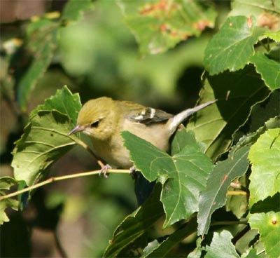 Bay-breasted Warbler